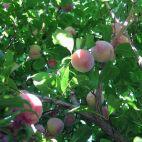 Śliwa karłowa 'Prunus armeniaca' Renkloda Ulena Z Donicy - zdjęcie 
