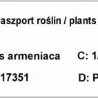 Morela kolumnowa 'Prunus armeniaca' Somo Z Donicy - zdjęcie 