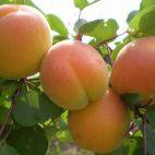 Morela karłowa 'Prunus armeniaca' Krojczynka Z Donicy - zdjęcie 