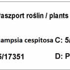 Śmiałek Darniowy  'Deschampsia cespitosa' P9 - zdjęcie 