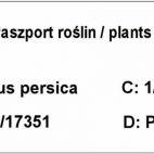 Brzoskwinia kolumnowa 'Persica' Ufo - zdjęcie 