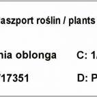 Pigwa 'Cydonia oblonga' Bereczki - zdjęcie 