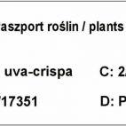 Agrest Pienny Czerwony 'Ribes uva- crispa' Hinomakirot - zdjęcie 