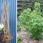 Porzeczka krzaczasta Czarna 'Ribes nigrum' Titania - zdjęcie 