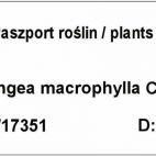 Hortensja Ogrodowa 'Hydrangea macrophylla' Niebieska Kule - zdjęcie 
