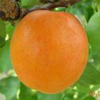 Morela karłowa 'Prunus armeniaca' Early Orange - zdjęcie 
