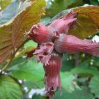Orzech laskowy 'Corylus avellana' Lamberta Czerwony - zdjęcie 
