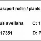 Orzech laskowy 'Corylus avellana' Barceloński z pęda - zdjęcie 