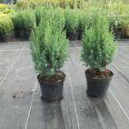 Jałowiec Chiński 'Juniperus chinensis' Stricta - zdjęcie 