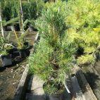 Sosna 'Pinus' Moseri - zdjęcie 