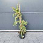 Świerk 'Picea' Acrocona - zdjęcie 