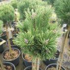Sosna Szczepiona 'Pinus mugo' Konica - zdjęcie 