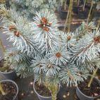 Świerk Szczepiony 'Picea' Nana - zdjęcie 
