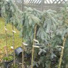 Świerk Szczepiony 'Picea glauca' Pendula - zdjęcie 