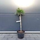 Sosna Szczepiona 50cm. 'Pinus mugo' Varella - zdjęcie 