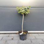 Świerk Szczepiony 'Picea omorika' Aleksander 50cm - zdjęcie 