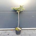 Świerk Szczepiony 'Picea Pung' Tokarz 50cm. - zdjęcie 