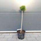 Sosna Szczepiona 50cm. 'Pinus' Mini - zdjęcie 