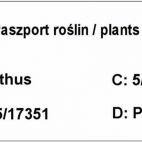 Goździk 'Dianthus' Rubin Czerwony - zdjęcie 