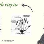 Hortensja Bukietowa 'Hydrangea panikulata' Vanilia Fraise Renhly - zdjęcie 