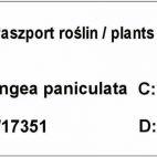 Hortensja Bukietowa 'Hydrangea panikulata' Pastel green - zdjęcie 