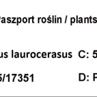 Laurowiśnia wschodnia 'Prunus laurocerasus' Rorundifolia - zdjęcie 