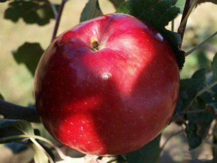 Jabłoń karłowa 'Malus domestica' Oliwka Czerwona Z Donicy - zdjęcie główne