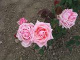 Róża Wielkokwiatowa 'Rosa' Różowa  Rozetowa