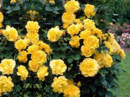 Róża Pnąca 'Rosa arvensis' Żółta - zdjęcie główne