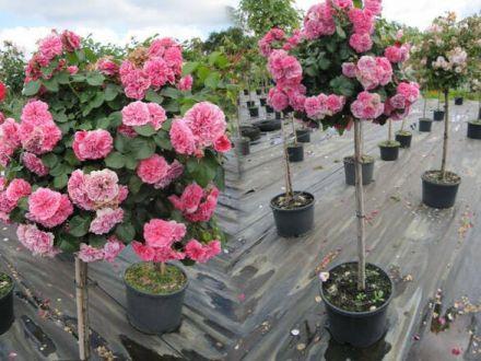 Róża Pienna 'Rosa' Różowa Angielska / I gatunek 2 oczka - zdjęcie główne