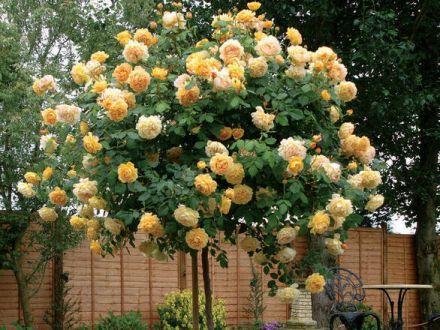 Róża Pienna 'Rosa' Żółta  / I gatunek 2 oczka - zdjęcie główne