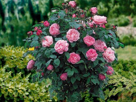 Róża Pienna 'Rosa' Różowa Duży Kwiat - zdjęcie główne