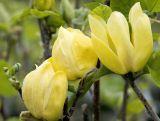 Magnolia Yellow Bird Żółta Szczepiona