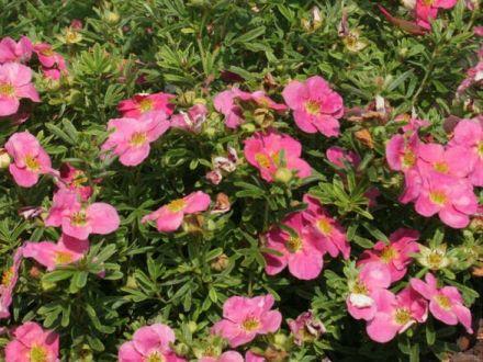 Pięciornik 'Dasiphora fruticosa' Lovely Pink - zdjęcie główne