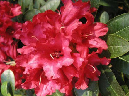 Różanecznik 'Rhododendron' Bengal - zdjęcie główne