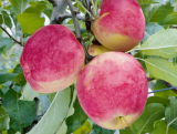Jabłoń kolumnowa 'Malus' Florina