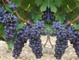 Winorośl 'Vitis' Medina