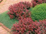 Berberys Czerwony 'Berberis' Nana
