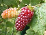 Malinojeżyna 'Rubus fruticosus'  Tryberry