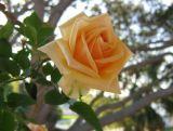 Róża Wielkokwiatowa 'Rosa' Żółta Szlachetna