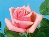 Róża Wielkokwiatowa 'Rosa'  Karolina