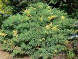 Jałowiec Chiński 'Juniperus chinensis' Expansa Variegata