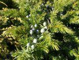 Jałowiec Szczepiony 'Juniperus conferta' Schlager